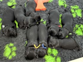 von den Lechfeldzwergen