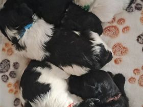 Bolonka/Havaneser Welpen