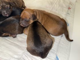 5 Zauberhafte Jackapoo Welpen 4Weibchen & 1 Rüde suchen ein liebevolles zuhause