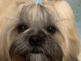 reinrassiger Shih Tzu-Junge