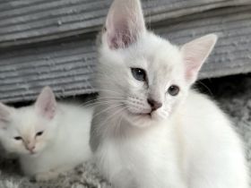 Nur noch 1 Ragdoll Kater Kitten in liebevolle Hände abzugeben