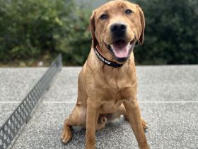 TED such ein neues Zu Hause