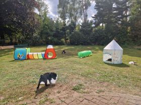 Aussiedor Welpen - Abgabe ab 12.09., Hündin & Rüde frei