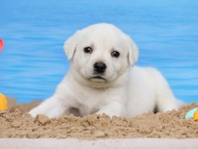 Yellow labrador puppies