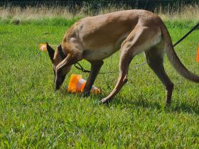 Nasenarbeit Geruchsdifferenzierung Hund KURS