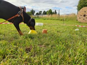 Nasenarbeit Hund Gassi interessanter