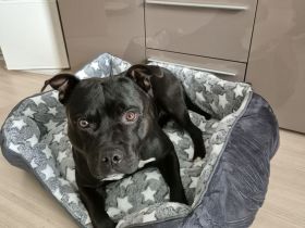 Staffordshire-Bullterrier-Rüde in erfahrene Hände abzugeben
