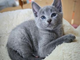 Russisch-Blau-Seelenkitten suchen ihre Lieblingsmenschen