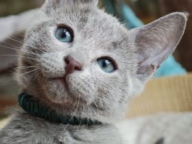 2 Russisch-Blau-Seelenkaterle suchen ihre Lieblingsmenschen