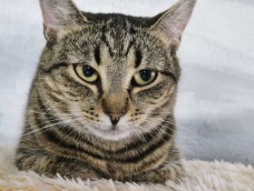 Junge Katzendame Hilly