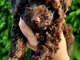 Toypudel Zwergpudel schoko braun choco Welpen ab sofort