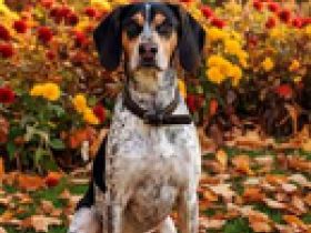 Benson 3 (Mischling, männlicher Beagle-X)