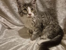 Poly Maine Coon Kitten