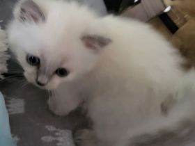 SIAM- Türkisch Angora Mix Kitten