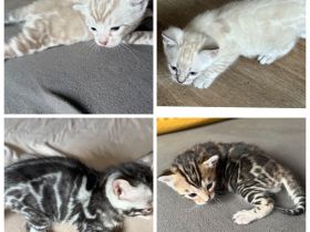 Bengal kitten Snow Lynx oder  Silber oder Braun mit Stammbaum