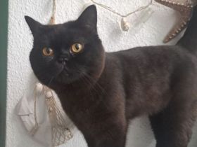 Britisch Kurzhaar Kitten