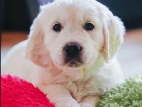 Sehr schöne weiße Golden Retriever Welpen im Juni 2025 geboren m Papiere