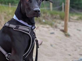 Miles in 99510 Apolda sucht sein Für-immer-Zuhause