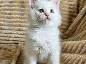 Reinrassige Maine Coon kitten