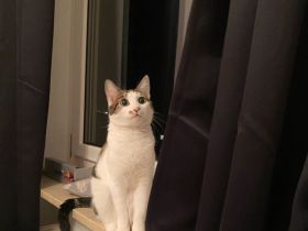 Liebe Katze Lucy sucht ein neues Zuhause.