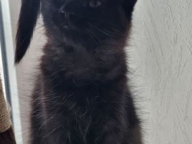 5 süße Kätzchen suchen neues Zuhause