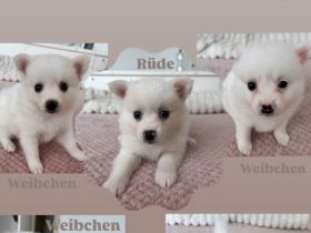 Wunderschöne Spitzwelpen abzugeben