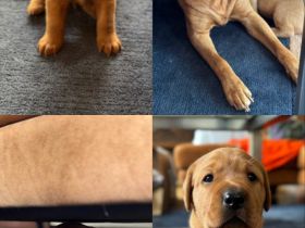 Reinrassige Labrador-Welpen in Red Fox