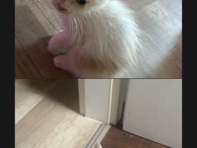 Babykatzen Abzugeben