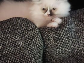 4 britisch Langhaar suchen ein Zuhause