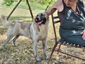 Wirbelwind Monty sucht sein Gegenstück