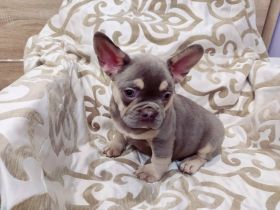 Französische Bulldogge Welpen