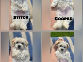 Havaneser-Malteser Welpen