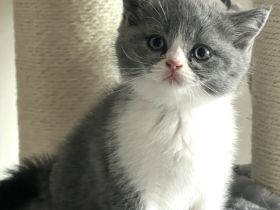 Britisch Kurzhaar Kitten Kater