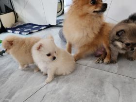 Pomeranian/Zwergspitz Welpen