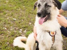 Herzensbrecher Tommy sucht seine Menschen