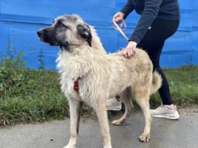 Herzensbrecher Tommy sucht seine Menschen