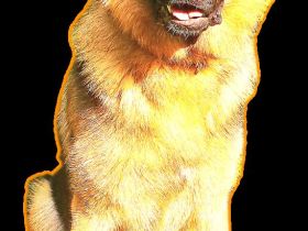 Deutscher Schäferhund Rüde