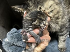 Maine Coon, Kitten abzugeben, Katzenbabys, Babykatzen, Langhaarkatze, Hauskatze, Kätzchen