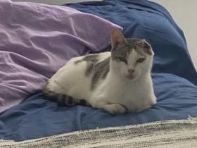 Gus, Einohrkater und FelV positiv