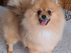 Pomeranian Spitz pups