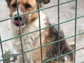 Alice sucht Menshen mit Herz