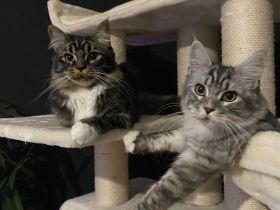 Maine Coon Brüder suchen neues Zuhause