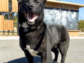 Glascha, eine kleine Fellnase auf der Suche nach Vertrauen