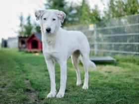 Love sucht ein einfühlsames Zuhause