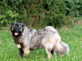 Wurfankündigung Kaukasischer Owtscharka Maremmano Abbruzzese