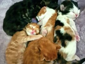 Maine Coon Kitten mit Stammbaum aus N/N Verpaarung