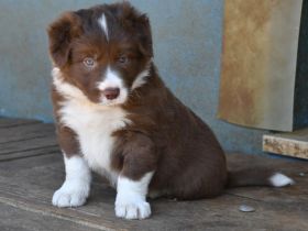 Familienfreundliche Border Collie Welpen