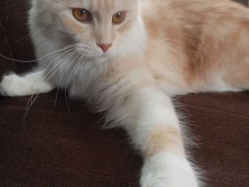 Maine coon Kätzchen