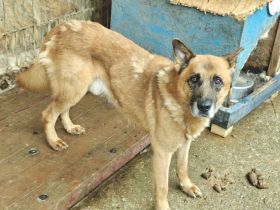 Ruhiger Alterswohnsitz für Ovidu gesucht