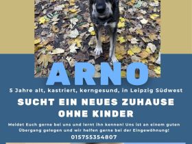 Arno sucht neues Zuhause ohne Kinder